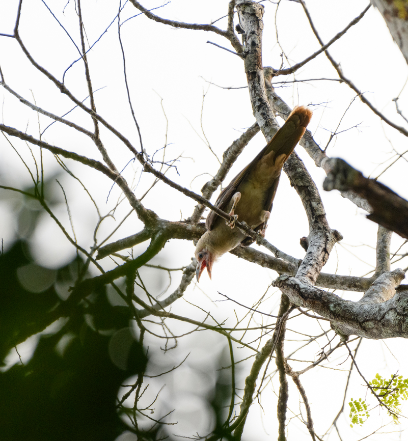 Gray Crow, Nimbokrang, Papua  Australia (continent),Corvus tristis,Geotagged,Grey crow,Indonesia,New Guinea,Nimbokrang,Papua,Papua 2023,Spring,West Papua,Western New Guinea
