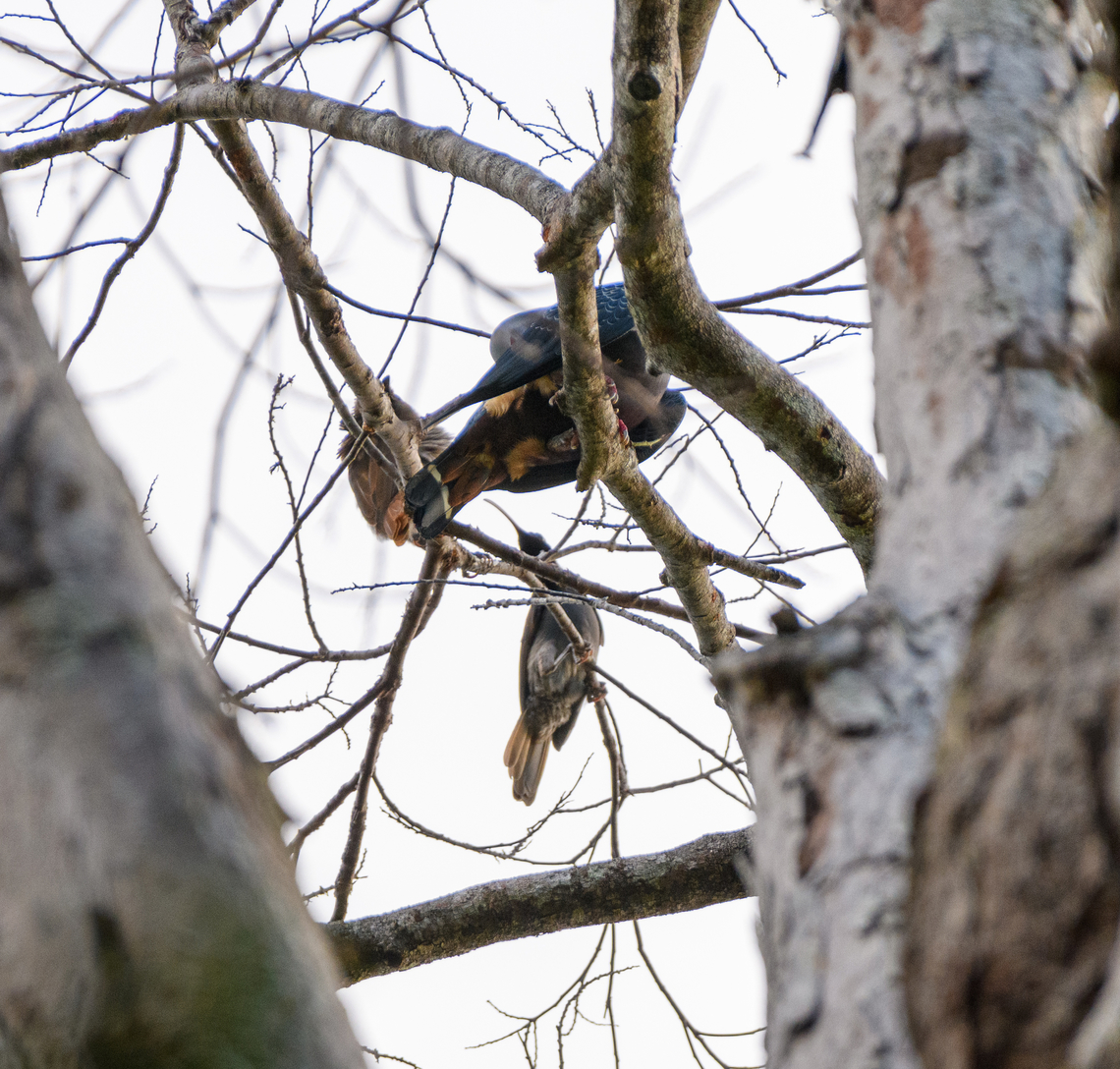 Pale-billed sicklebill, Nimbokrang, Papua It concerns the bird in the bottom. Unfortunately, this was a straight-up shot on a very tall tree, so I could not get a better angle. The Pale-billed sicklebill is a bird-of-paradise, the 4th one seen during our journey.<br />
<section class="video"><iframe width="448" height="282" src="https://www.youtube-nocookie.com/embed/wQhb7Cr-yv0?hd=1&autoplay=0&rel=0" frameborder="0" allowfullscreen></iframe></section> Australia (continent),Drepanornis bruijnii,Geotagged,Indonesia,New Guinea,Nimbokrang,Pale-billed sicklebill,Papua,Papua 2023,Spring,West Papua,Western New Guinea