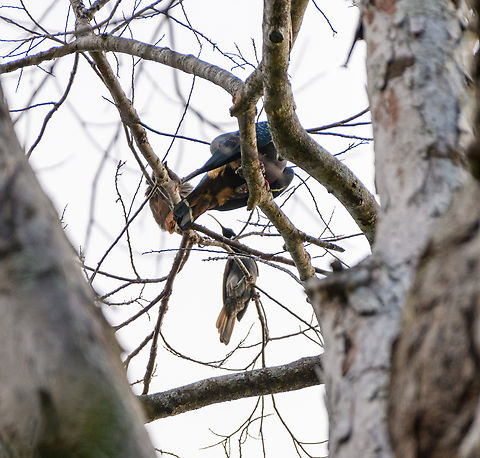Pale-billed sicklebill