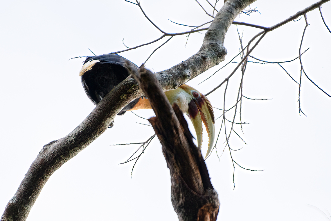 Blyth&rsquo;s Hornbill / Papuan Hornbill, Nimbokrang, Papua We've heard this bird a few times during our journey. In particular the sound of its wingbeat in flight is unmistakable, like a steam engine in the sky. Check out this recording to hear it:<br />
<a href="https://xeno-canto.org/612638" rel="nofollow">https://xeno-canto.org/612638</a> Australia (continent),Blyth&rsquo;s Hornbill,Geotagged,Indonesia,New Guinea,Nimbokrang,Papua,Papua 2023,Rhyticeros plicatus,Spring,West Papua,Western New Guinea