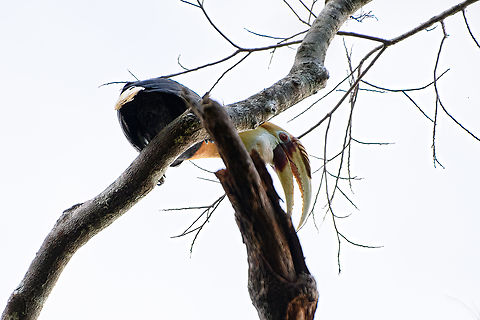 Blyth’s Hornbill / Papuan Hornbill, Nimbokrang, Papua We've heard this bird a few times during our journey. In particular the sound of its wingbeat in flight is unmistakable, like a steam engine in the sky. Check out this recording to hear it:
https://xeno-canto.org/612638 Australia (continent),Blyth’s Hornbill,Geotagged,Indonesia,New Guinea,Nimbokrang,Papua,Papua 2023,Rhyticeros plicatus,Spring,West Papua,Western New Guinea
