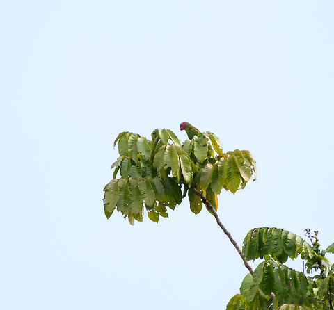 Red-cheeked parrot, Nimbokrang, Papua Very distant observation. Australia (continent),Geoffroyus geoffroyi,Geotagged,Indonesia,New Guinea,Nimbokrang,Papua,Papua 2023,Red-cheeked parrot,Spring,West Papua,Western New Guinea