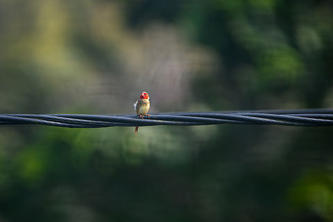 Crimson Finch, Nimbokrang, Indonesia Near Sentani airport. Australia (continent),Crimson Finch,Geotagged,Indonesia,Neochmia phaeton,New Guinea,Nimbokrang,Papua,Papua 2023,Spring,West Papua,Western New Guinea
