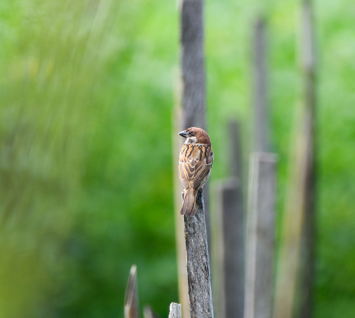 Eurasian Tree Sparrow, Nimbokrang, Papua Near Sentani airport.  Australia (continent),Eurasian Tree Sparrow,Geotagged,Indonesia,New Guinea,Nimbokrang,Papua,Papua 2023,Passer montanus,Spring,West Papua,Western New Guinea