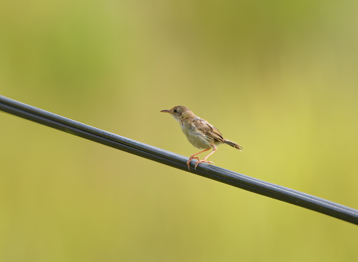Golden-headed Cisticola, Nimbokrang, Papua Interesting fact about this bird:<br />
<br />
"Described as the "finest tailor of all birds" for its nest-making, the species frequently stitches its nest together using spider threads. According to the "Maitland Mercury", it constructs the nest by creating holes, "threading through cobweb silk", and lastly "pulling the construction together". The nests are built by both sexes, with the female stitching the nest together and the male giving spider-web threads to the female. They are round in shape with an entry on the side." Australia (continent),Cisticola exilis,Geotagged,Golden-headed cisticola,Indonesia,New Guinea,Nimbokrang,Papua,Papua 2023,Spring,West Papua,Western New Guinea