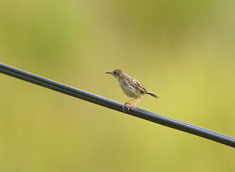 Golden-headed Cisticola, Nimbokrang, Papua Interesting fact about this bird:

"Described as the "finest tailor of all birds" for its nest-making, the species frequently stitches its nest together using spider threads. According to the "Maitland Mercury", it constructs the nest by creating holes, "threading through cobweb silk", and lastly "pulling the construction together". The nests are built by both sexes, with the female stitching the nest together and the male giving spider-web threads to the female. They are round in shape with an entry on the side." Australia (continent),Cisticola exilis,Geotagged,Golden-headed cisticola,Indonesia,New Guinea,Nimbokrang,Papua,Papua 2023,Spring,West Papua,Western New Guinea