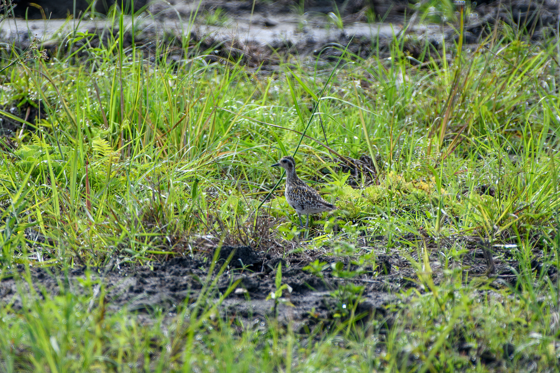Pacific golden plover, Nimbokrang, Papua Tentative ID, in the process of verifying it. Australia (continent),Geotagged,Indonesia,New Guinea,Nimbokrang,Pacific golden plover,Papua,Papua 2023,Pluvialis fulva,Spring,West Papua,Western New Guinea