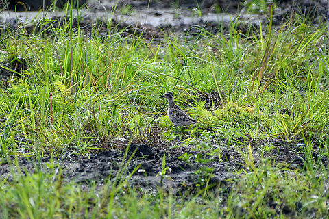 Pacific golden plover, Nimbokrang, Papua Tentative ID, in the process of verifying it. Australia (continent),Geotagged,Indonesia,New Guinea,Nimbokrang,Pacific golden plover,Papua,Papua 2023,Pluvialis fulva,Spring,West Papua,Western New Guinea