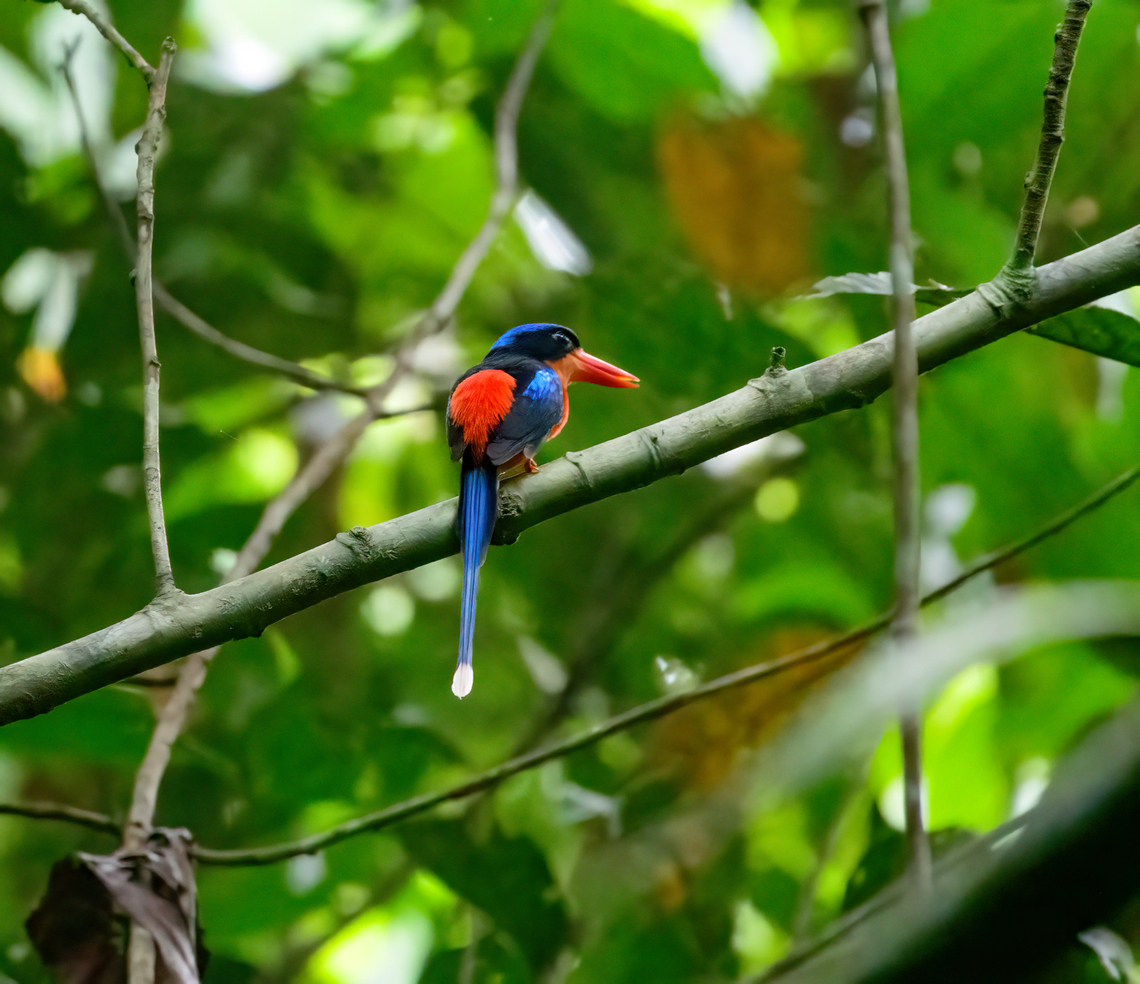 Red-breasted paradise kingfisher, Malayauw, Papua The #1 target bird of this area, for many birders the main reason to visit. We found it pretty soon after the start of our mosquito-plagued forest hike.<br />
<figure class="photo"><a href="https://www.jungledragon.com/image/156527/red-breasted_paradise_kingfisher_malayauw_papua.html" title="Red-breasted paradise kingfisher, Malayauw, Papua"><img src="https://s3.amazonaws.com/media.jungledragon.com/images/2/156527_thumb.jpg?AWSAccessKeyId=05GMT0V3GWVNE7GGM1R2&Expires=1759968010&Signature=6fYyq9uwHQZVi66HfNILTxlJAvI%3D" width="200" height="134" alt="Red-breasted paradise kingfisher, Malayauw, Papua The #1 target bird of this area, for many birders the main reason to visit. We found it pretty soon after the start of our mosquito-plagued forest hike.<br />
https://www.jungledragon.com/image/156526/red-breasted_paradise_kingfisher_malayauw_papua.html Australia (continent),Geotagged,Indonesia,Malayauw,New Guinea,Papua,Papua 2023,Red-breasted paradise kingfisher,Spring,Tanysiptera nympha,Vogelkop,West Papua,Western New Guinea" /></a></figure> Australia (continent),Geotagged,Indonesia,Malayauw,New Guinea,Papua,Papua 2023,Red-breasted paradise kingfisher,Spring,Tanysiptera nympha,Vogelkop,West Papua,Western New Guinea