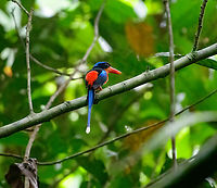 Red-breasted paradise kingfisher, Malayauw, Papua The #1 target bird of this area, for many birders the main reason to visit. We found it pretty soon after the start of our mosquito-plagued forest hike.<br />
https://www.jungledragon.com/image/156527/red-breasted_paradise_kingfisher_malayauw_papua.html Australia (continent),Geotagged,Indonesia,Malayauw,New Guinea,Papua,Papua 2023,Red-breasted paradise kingfisher,Spring,Tanysiptera nympha,Vogelkop,West Papua,Western New Guinea