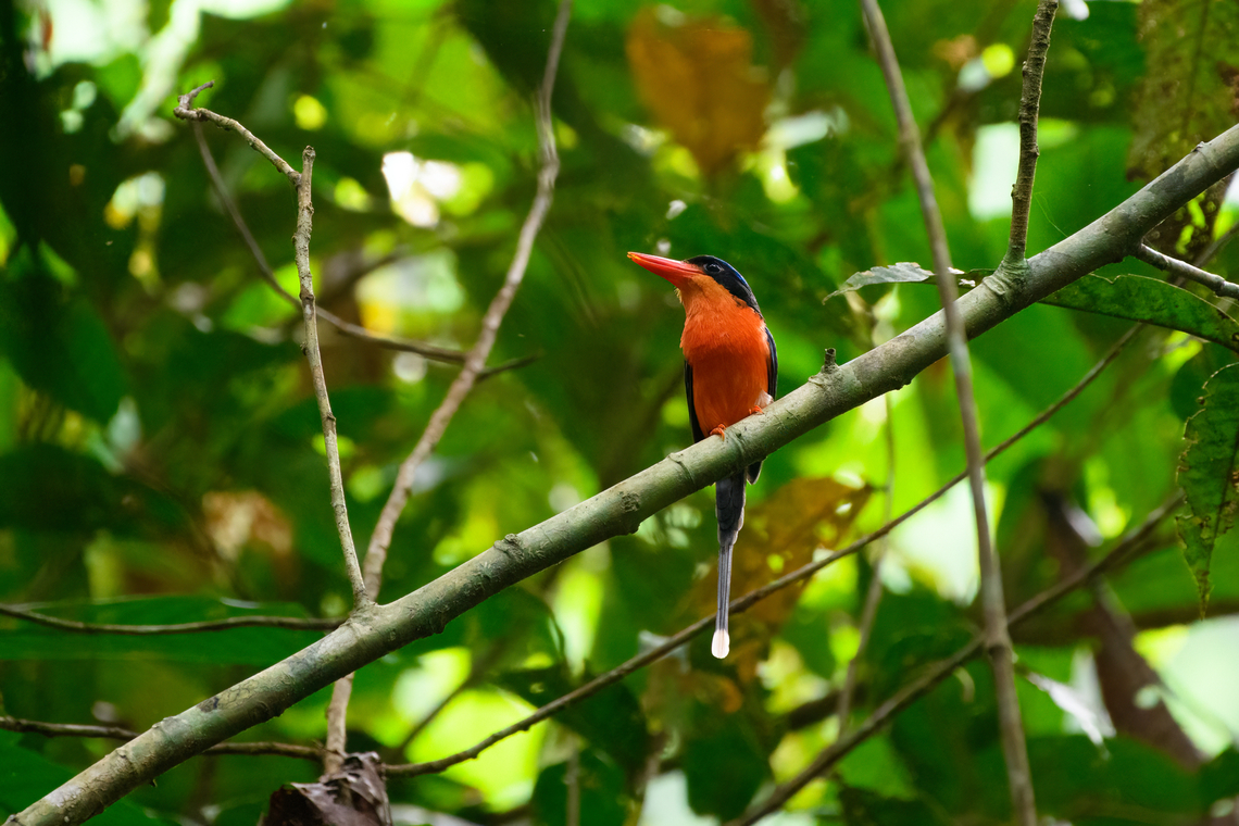 Red-breasted paradise kingfisher, Malayauw, Papua The #1 target bird of this area, for many birders the main reason to visit. We found it pretty soon after the start of our mosquito-plagued forest hike.<br />
<figure class="photo"><a href="https://www.jungledragon.com/image/156526/red-breasted_paradise_kingfisher_malayauw_papua.html" title="Red-breasted paradise kingfisher, Malayauw, Papua"><img src="https://s3.amazonaws.com/media.jungledragon.com/images/2/156526_thumb.jpg?AWSAccessKeyId=05GMT0V3GWVNE7GGM1R2&Expires=1759968010&Signature=p%2FcIgVOztyZDLoezacnApc04WyY%3D" width="200" height="174" alt="Red-breasted paradise kingfisher, Malayauw, Papua The #1 target bird of this area, for many birders the main reason to visit. We found it pretty soon after the start of our mosquito-plagued forest hike.<br />
https://www.jungledragon.com/image/156527/red-breasted_paradise_kingfisher_malayauw_papua.html Australia (continent),Geotagged,Indonesia,Malayauw,New Guinea,Papua,Papua 2023,Red-breasted paradise kingfisher,Spring,Tanysiptera nympha,Vogelkop,West Papua,Western New Guinea" /></a></figure> Australia (continent),Geotagged,Indonesia,Malayauw,New Guinea,Papua,Papua 2023,Red-breasted paradise kingfisher,Spring,Tanysiptera nympha,Vogelkop,West Papua,Western New Guinea