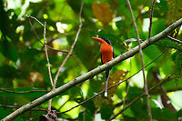 Red-breasted paradise kingfisher, Malayauw, Papua The #1 target bird of this area, for many birders the main reason to visit. We found it pretty soon after the start of our mosquito-plagued forest hike.<br />
https://www.jungledragon.com/image/156526/red-breasted_paradise_kingfisher_malayauw_papua.html Australia (continent),Geotagged,Indonesia,Malayauw,New Guinea,Papua,Papua 2023,Red-breasted paradise kingfisher,Spring,Tanysiptera nympha,Vogelkop,West Papua,Western New Guinea
