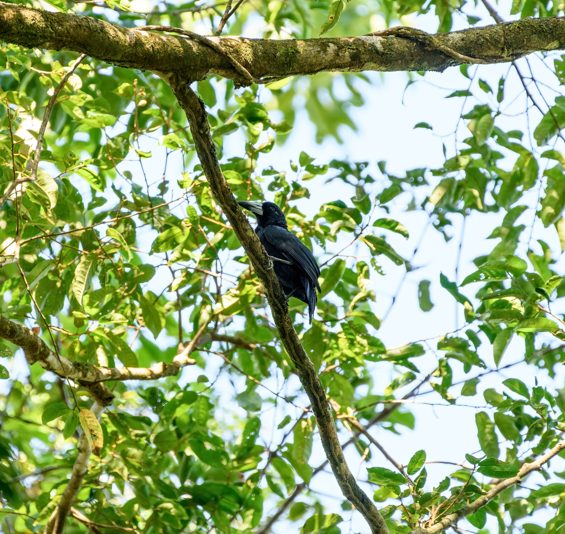 Black butcherbird, Malayauw, Papua The only all-black butcherbird, except for their giant straight bill. <br />
<br />
Butcherbirds are named after their behavior to impale prey on a thorn or other sharp object. This simplifies feeding, is used as storage, and sometimes to impress a mate. They&#039;ve yet to invent a fridge. Australia (continent),Black butcherbird,Geotagged,Indonesia,Malayauw,Melloria quoyi,New Guinea,Papua,Papua 2023,Spring,Vogelkop,West Papua,Western New Guinea