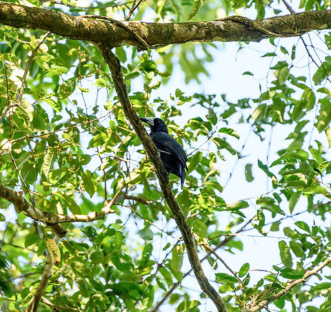 Black butcherbird, Malayauw, Papua The only all-black butcherbird, except for their giant straight bill. 

Butcherbirds are named after their behavior to impale prey on a thorn or other sharp object. This simplifies feeding, is used as storage, and sometimes to impress a mate. They've yet to invent a fridge. Australia (continent),Black butcherbird,Geotagged,Indonesia,Malayauw,Melloria quoyi,New Guinea,Papua,Papua 2023,Spring,Vogelkop,West Papua,Western New Guinea