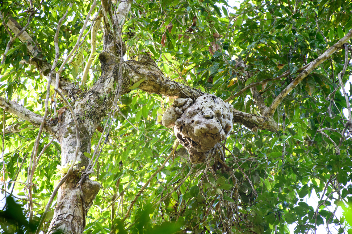 Ant plant, Malayauw, Papua Ant plants (this one probably in the genus Myrmecodia) are plants that have a symbiotic relation with a colony of ants. Different from ant or termite nests built on trees, this plant actually produces the housing, it&#039;s part of the plant itself. In return for this shelter, the ants help to defend the tree against slugs and other intruders. Australia (continent),Geotagged,Indonesia,Malayauw,New Guinea,Papua,Papua 2023,Spring,Vogelkop,West Papua,Western New Guinea