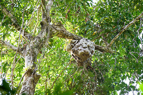 Ant plant, Malayauw, Papua Ant plants (this one probably in the genus Myrmecodia) are plants that have a symbiotic relation with a colony of ants. Different from ant or termite nests built on trees, this plant actually produces the housing, it's part of the plant itself. In return for this shelter, the ants help to defend the tree against slugs and other intruders. Australia (continent),Geotagged,Indonesia,Malayauw,New Guinea,Papua,Papua 2023,Spring,Vogelkop,West Papua,Western New Guinea