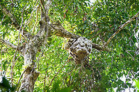 Ant plant, Malayauw, Papua Ant plants (this one probably in the genus Myrmecodia) are plants that have a symbiotic relation with a colony of ants. Different from ant or termite nests built on trees, this plant actually produces the housing, it's part of the plant itself. In return for this shelter, the ants help to defend the tree against slugs and other intruders. Australia (continent),Geotagged,Indonesia,Malayauw,New Guinea,Papua,Papua 2023,Spring,Vogelkop,West Papua,Western New Guinea