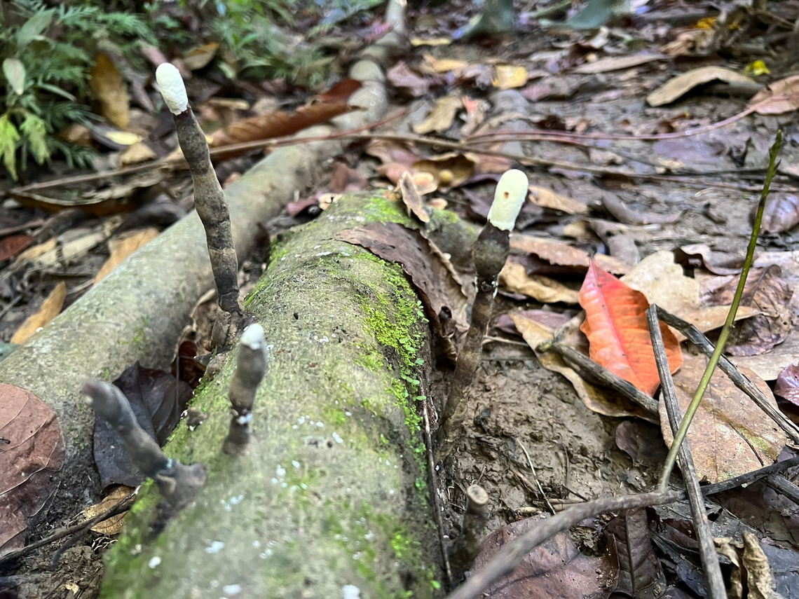Xylariales, Malayauw, Papua Possibly Xylaria hypoxylon before it branches? Australia (continent),Geotagged,Indonesia,Malayauw,New Guinea,Papua,Papua 2023,Spring,Vogelkop,West Papua,Western New Guinea