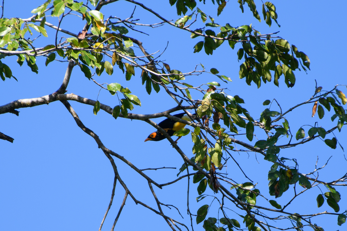 Yellow-faced Myna, Malayauw, Papua  Australia (continent),Geotagged,Indonesia,Malayauw,Mino dumontii,New Guinea,Papua,Papua 2023,Spring,Vogelkop,West Papua,Western New Guinea,Yellow-faced myna
