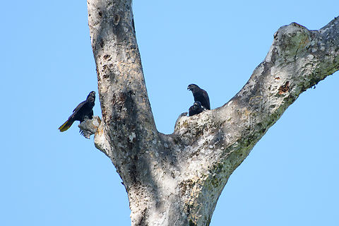 Black Lory, Malayauw, Papua A gathering of these all-black parrots. A very local bird that only occurs in parts of West Papua. Australia (continent),Black lory,Chalcopsitta atra,Geotagged,Indonesia,Malayauw,New Guinea,Papua,Papua 2023,Spring,Vogelkop,West Papua,Western New Guinea