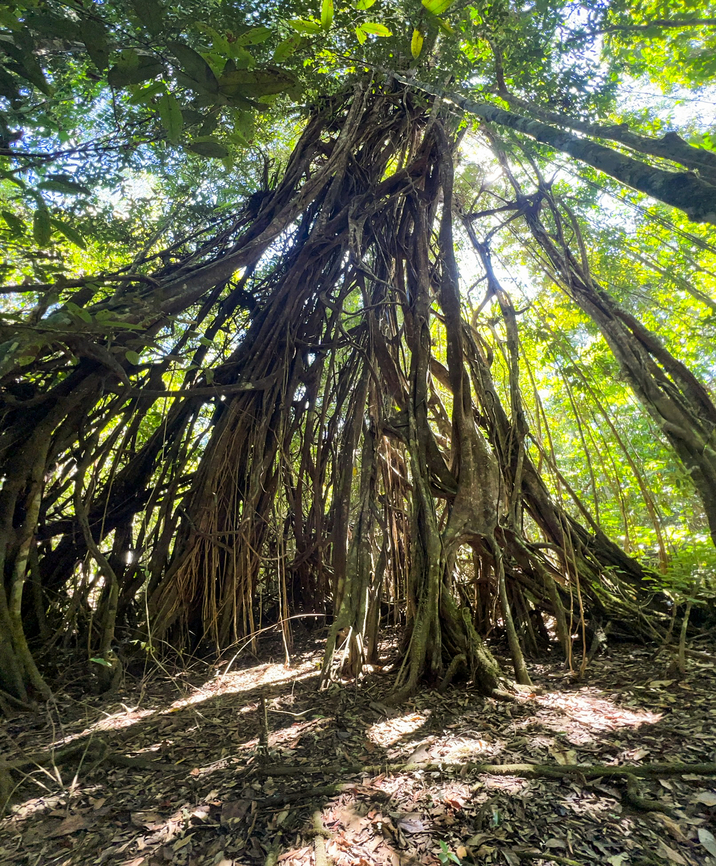 Strangler figs, Malayauw, Papua A cluster of strangler figs. Very old because the tree they strangled is long gone. This is an ultra wide angle shot just to fit it in, it's an enormous structure. Australia (continent),Geotagged,Indonesia,Malayauw,New Guinea,Papua,Papua 2023,Spring,Vogelkop,West Papua,Western New Guinea