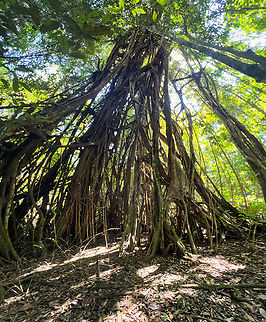 Strangler figs, Malayauw, Papua A cluster of strangler figs. Very old because the tree they strangled is long gone. This is an ultra wide angle shot just to fit it in, it's an enormous structure. Australia (continent),Geotagged,Indonesia,Malayauw,New Guinea,Papua,Papua 2023,Spring,Vogelkop,West Papua,Western New Guinea