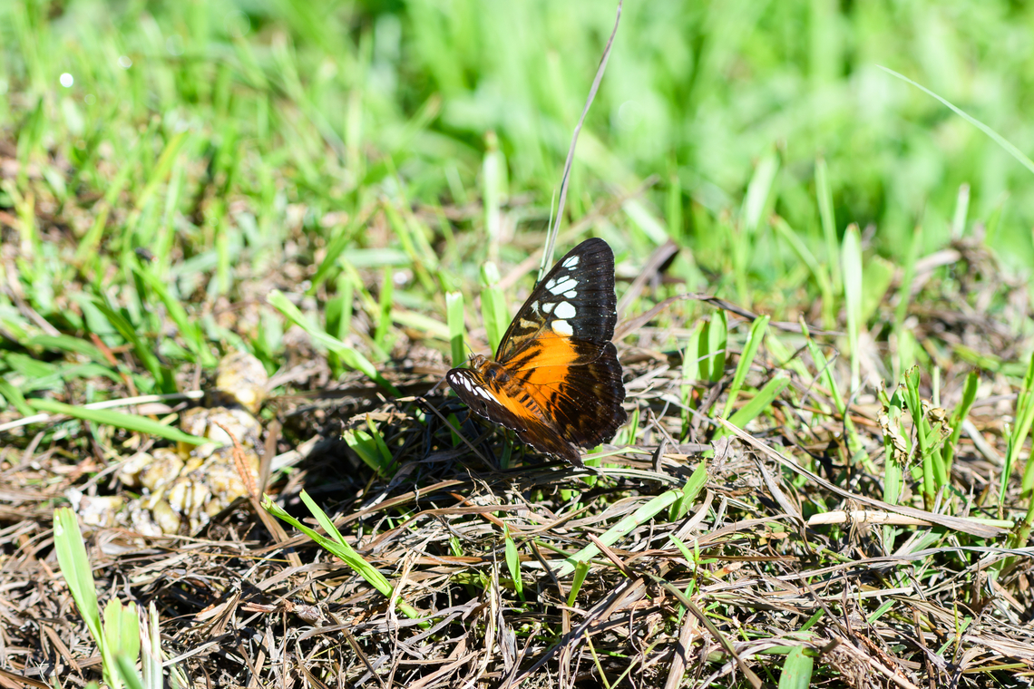 New Guinea Clipper, Malayauw, Papua  Australia (continent),Geotagged,Indonesia,Malayauw,New Guinea,New Guinea Clipper,Papua,Papua 2023,Parthenos tigrina,Spring,Vogelkop,West Papua,Western New Guinea