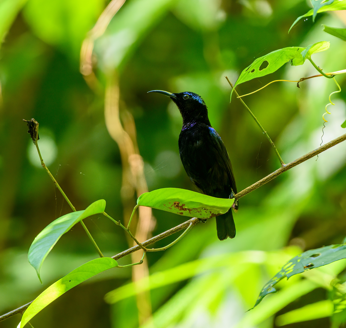 Black Sunbird, Malayauw, Papua The male. Australia (continent),Black sunbird,Geotagged,Indonesia,Leptocoma sericea,Malayauw,New Guinea,Papua,Papua 2023,Spring,Vogelkop,West Papua,Western New Guinea