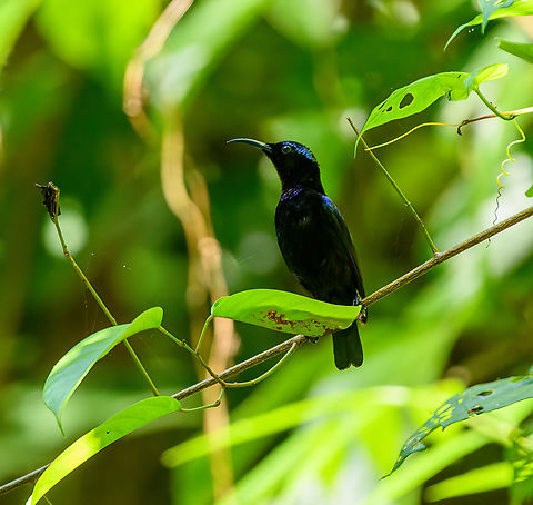 Black Sunbird, Malayauw, Papua The male. Australia (continent),Black sunbird,Geotagged,Indonesia,Leptocoma sericea,Malayauw,New Guinea,Papua,Papua 2023,Spring,Vogelkop,West Papua,Western New Guinea