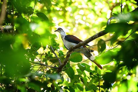 Great Cuckoo-dove, Malayauw, Papua  Australia (continent),Geotagged,Great cuckoo-dove,Indonesia,Malayauw,New Guinea,Papua,Papua 2023,Reinwardtoena reinwardti,Spring,Vogelkop,West Papua,Western New Guinea