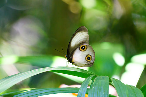 Taenaris catops, Malayauw, Papua Tentative ID. Taenaris catops is the most likely match based on distribution but there's look-a-likes in the genus. Australia (continent),Geotagged,Indonesia,Malayauw,New Guinea,Papua,Papua 2023,Spring,Taenaris catops,Vogelkop,West Papua,Western New Guinea