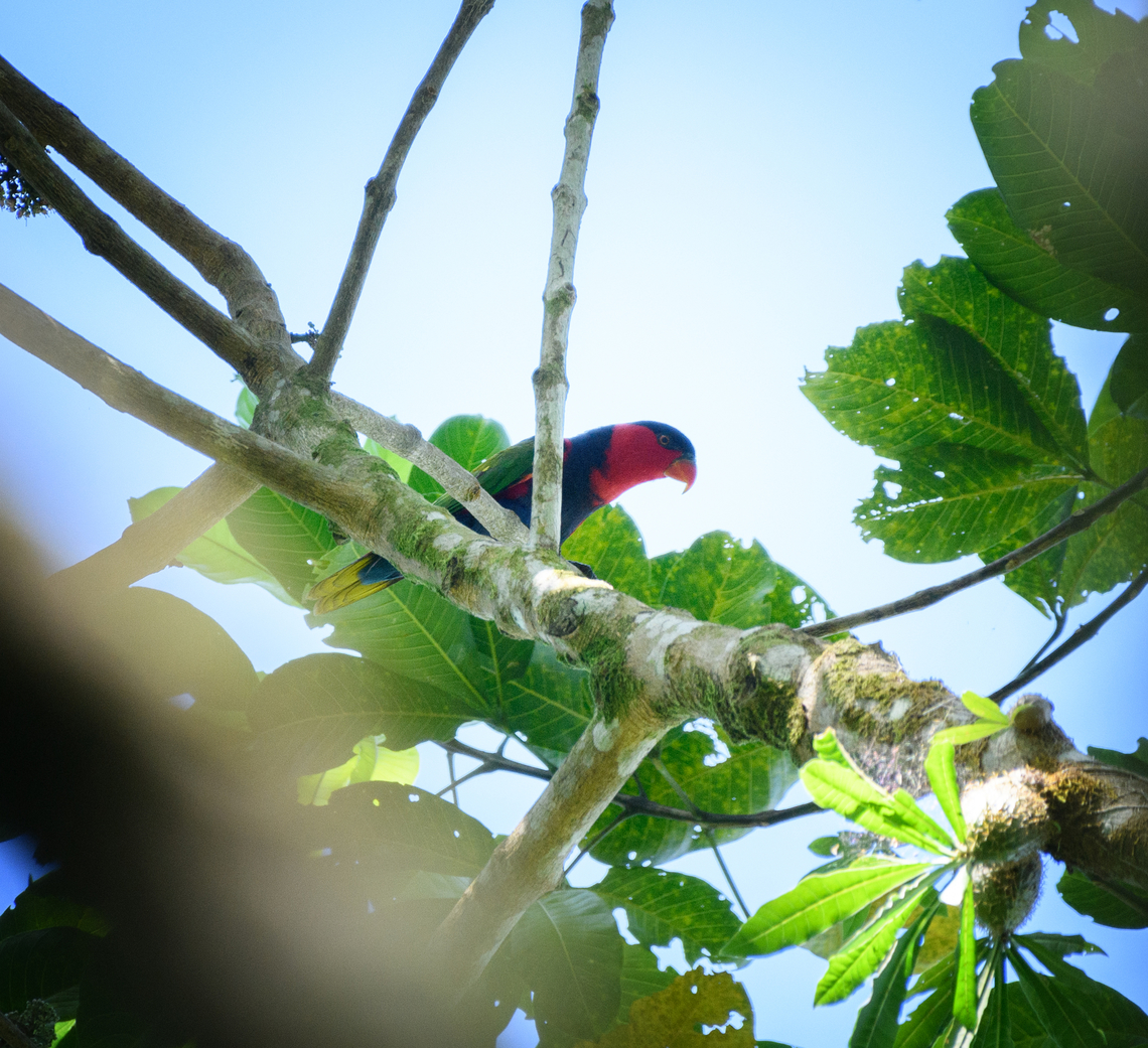 Black-capped Lory, Malayauw, Papua Very distant shot. It's alternative common name "tricolored lory" is perhaps more descriptive. Australia (continent),Black-capped lory,Geotagged,Indonesia,Lorius lory,Malayauw,New Guinea,Papua,Papua 2023,Spring,Vogelkop,West Papua,Western New Guinea
