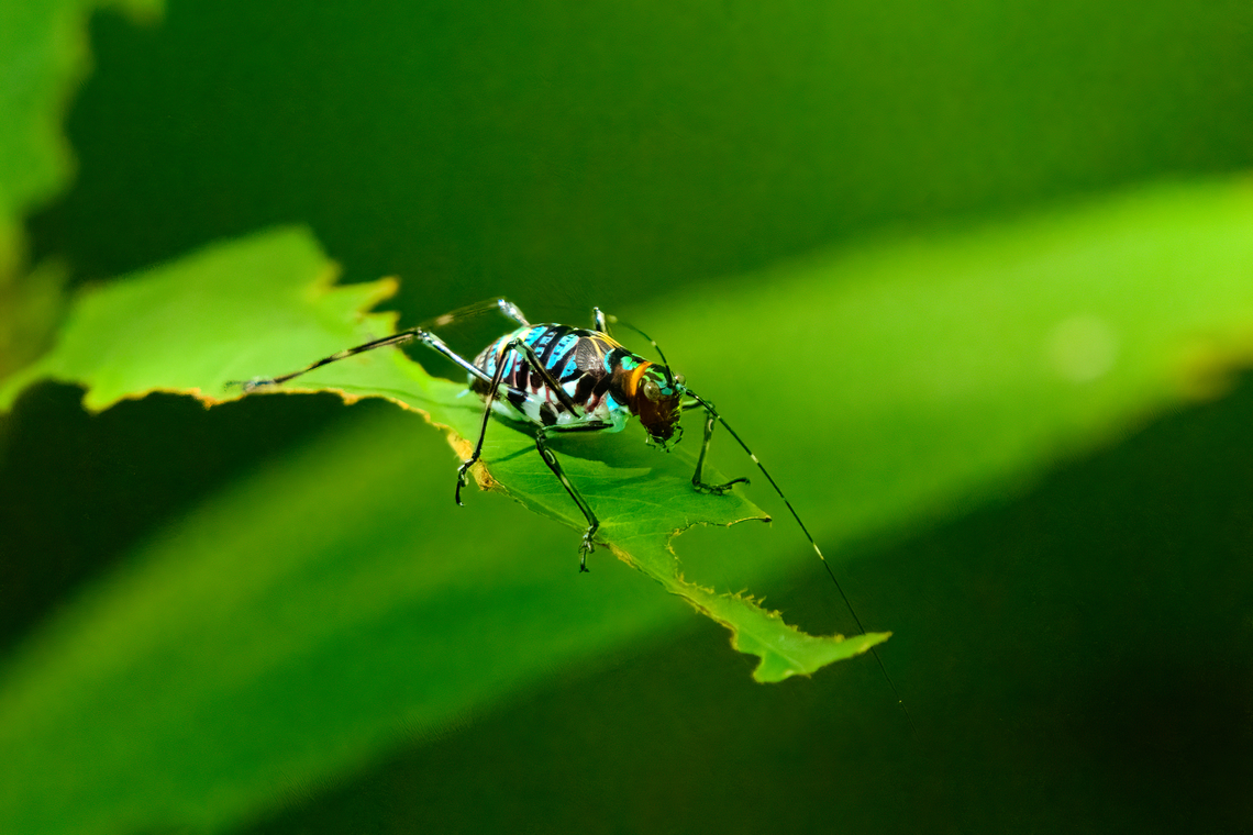 Scambophyllum sp., Malayauw, Papua Another vivid cricket (juvenile?), possibly in the Scambophyllum genus. Similar one found earlier in the trip, different location:<br />
<figure class="photo"><a href="https://www.jungledragon.com/image/155802/vibrant_katydid_nimbokrang_papua.html" title="Vibrant katydid, Nimbokrang, Papua"><img src="https://s3.amazonaws.com/media.jungledragon.com/images/2/155802_thumb.jpg?AWSAccessKeyId=05GMT0V3GWVNE7GGM1R2&Expires=1769040010&Signature=78xsin9%2FhB4xhtUb3KQeiRidg3M%3D" width="200" height="134" alt="Vibrant katydid, Nimbokrang, Papua Possibly in the Scambophyllum genus. Australia (continent),Geotagged,Indonesia,New Guinea,Nimbokrang,Papua,Papua 2023,Spring,West Papua,Western New Guinea" /></a></figure> Australia (continent),Geotagged,Indonesia,Malayauw,New Guinea,Papua,Papua 2023,Spring,Vogelkop,West Papua,Western New Guinea
