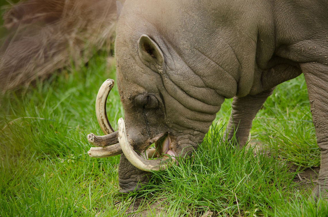 Buru Babirusa in Antwerpen Zoo This animal is present on many &quot;weird species&quot; lists across the web. It is remarkable in its strange looks, where its curved tusks at an older age grow straight through their upper jaws, and sometimes even in their skull. They eat everything and anything, if needed even their own kind, and shocking...their own young.<br />
<br />
In dutch the species is called &quot;Deer Pig&quot;, which is a name I find descriptive.  Antwerpen,Babyrousa babyrussa,Belgium,Buru Babirusa,Europe