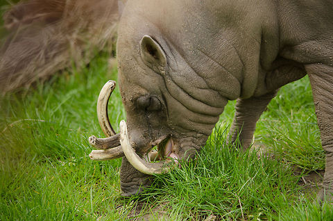 Buru Babirusa in Antwerpen Zoo This animal is present on many "weird species" lists across the web. It is remarkable in its strange looks, where its curved tusks at an older age grow straight through their upper jaws, and sometimes even in their skull. They eat everything and anything, if needed even their own kind, and shocking...their own young.

In dutch the species is called "Deer Pig", which is a name I find descriptive.  Antwerpen,Babyrousa babyrussa,Belgium,Buru Babirusa,Europe