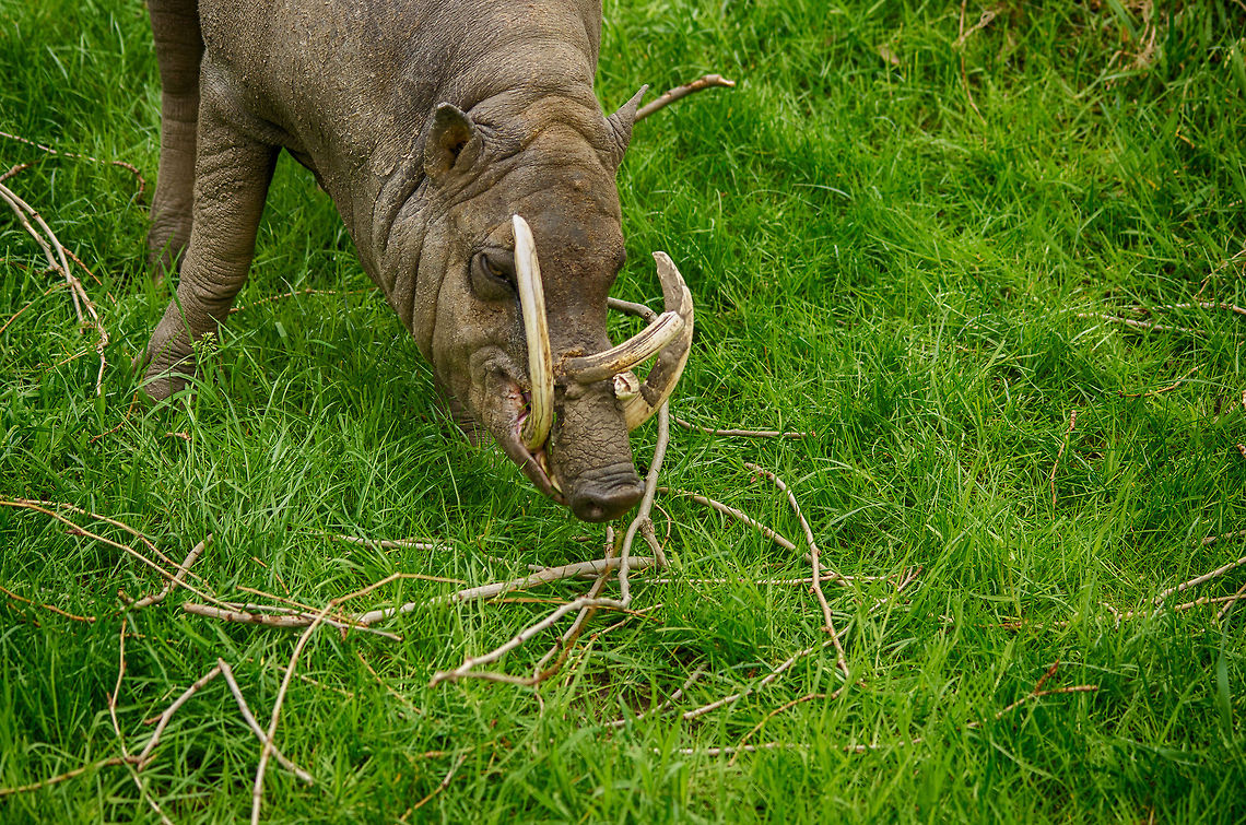 Buru Babirusa, tusk warrior One of the freakiest animals I have yet seen. Note how one of its tusk pierces straight through their upper jaw. At an older age, they may even grow back into its skull. Antwerpen,Babyrousa babyrussa,Belgium,Buru Babirusa,Europe