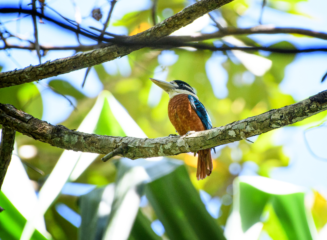 Rufous-bellied Kookaburra, Malayauw, Papua  Australia (continent),Dacelo gaudichaud,Geotagged,Indonesia,Malayauw,New Guinea,Papua,Papua 2023,Rufous-bellied Kookaburra,Spring,Vogelkop,West Papua,Western New Guinea