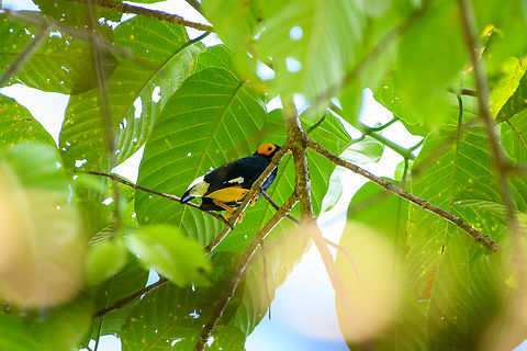 Yellow-faced Myna - perched, Malayauw, Papua  Australia (continent),Geotagged,Indonesia,Malayauw,Mino dumontii,New Guinea,Papua,Papua 2023,Spring,Vogelkop,West Papua,Western New Guinea,Yellow-faced Myna