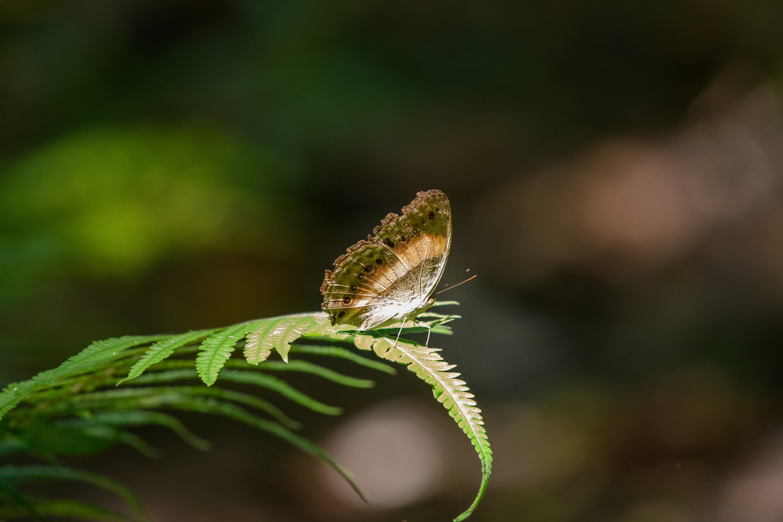 Yoma algina, Malayauw, Papua  Australia (continent),Geotagged,Indonesia,Malayauw,New Guinea,New Guinea Lurcher,Papua,Papua 2023,Spring,Vogelkop,West Papua,Western New Guinea,Yoma algina