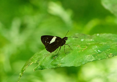 Notocrypta renardi, Malayauw, Papua  Australia (continent),Geotagged,Indonesia,Malayauw,New Guinea,Notocrypta renardi,Papua,Papua 2023,Spring,Vogelkop,West Papua,Western New Guinea