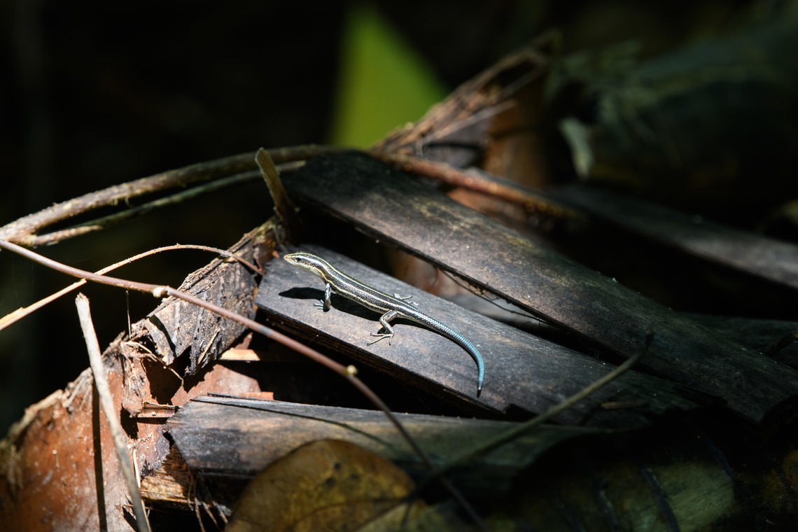 Pacific Bluetail Skink, Malayauw, Papua  Australia (continent),Emoia caeruleocauda,Geotagged,Indonesia,Malayauw,New Guinea,Pacific Bluetail Skink,Papua,Papua 2023,Spring,Vogelkop,West Papua,Western New Guinea