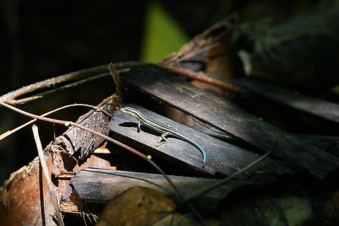 Pacific Bluetail Skink, Malayauw, Papua  Australia (continent),Emoia caeruleocauda,Geotagged,Indonesia,Malayauw,New Guinea,Pacific Bluetail Skink,Papua,Papua 2023,Spring,Vogelkop,West Papua,Western New Guinea