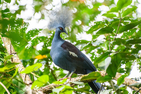 Western crowned pigeon, Malayauw, Papua After the Red-breasted paradise kingfisher, this is the second trophy bird of this location. The Western crowned pigeon only occurs in very remote sites of Northwestern New Guinea.

A local guide saw it on the forest floor at great distance, moving away from us. He then made it a run at it, forcing the bird in a tree. We were shocked by how large it is.
https://www.jungledragon.com/image/156840/western_crowned_pigeon_-_first_sight_malayauw_papua.html
https://www.jungledragon.com/image/156839/western_crowned_pigeon_-_perched_malayauw_papua.html
 Australia (continent),Geotagged,Goura cristata,Indonesia,Malayauw,New Guinea,Papua,Papua 2023,Spring,Vogelkop,West Papua,Western New Guinea,Western crowned pigeon