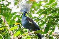 Western crowned pigeon, Malayauw, Papua After the Red-breasted paradise kingfisher, this is the second trophy bird of this location. The Western crowned pigeon only occurs in very remote sites of Northwestern New Guinea.<br />
<br />
A local guide saw it on the forest floor at great distance, moving away from us. He then made it a run at it, forcing the bird in a tree. We were shocked by how large it is.<br />
https://www.jungledragon.com/image/156840/western_crowned_pigeon_-_first_sight_malayauw_papua.html<br />
https://www.jungledragon.com/image/156839/western_crowned_pigeon_-_perched_malayauw_papua.html<br />
Australia (continent),Geotagged,Goura cristata,Indonesia,Malayauw,New Guinea,Papua,Papua 2023,Spring,Vogelkop,West Papua,Western New Guinea,Western crowned pigeon
