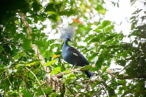 Western crowned pigeon - perched, Malayauw, Papua After the Red-breasted paradise kingfisher, this is the second trophy bird of this location. The Western crowned pigeon only occurs in very remote sites of Northwestern New Guinea.

A local guide saw it on the forest floor at great distance, moving away from us. He then made it a run at it, forcing the bird in a tree. We were shocked by how large it is.
https://www.jungledragon.com/image/156840/western_crowned_pigeon_-_first_sight_malayauw_papua.html
https://www.jungledragon.com/image/156838/western_crowned_pigeon_malayauw_papua.html
 Australia (continent),Geotagged,Goura cristata,Indonesia,Malayauw,New Guinea,Papua,Papua 2023,Spring,Vogelkop,West Papua,Western New Guinea,Western crowned pigeon