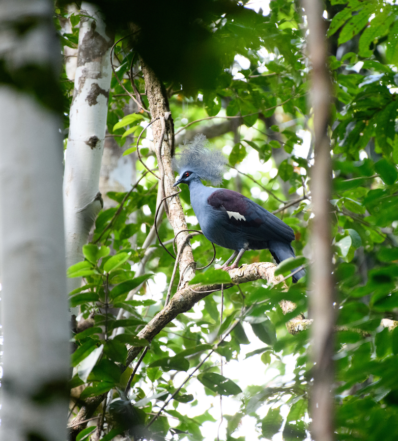 Western crowned pigeon - first sight, Malayauw, Papua After the Red-breasted paradise kingfisher, this is the second trophy bird of this location. The Western crowned pigeon only occurs in very remote sites of Northwestern New Guinea.<br />
<br />
A local guide saw it on the forest floor at great distance, moving away from us. He then made it a run at it, forcing the bird in a tree. We were shocked by how large it is.<br />
<figure class="photo"><a href="https://www.jungledragon.com/image/156839/western_crowned_pigeon_-_perched_malayauw_papua.html" title="Western crowned pigeon - perched, Malayauw, Papua"><img src="https://s3.amazonaws.com/media.jungledragon.com/images/2/156839_thumb.jpg?AWSAccessKeyId=05GMT0V3GWVNE7GGM1R2&Expires=1759968010&Signature=sQ%2BT9I2ogBR3qnpHzeEJgcRRW4I%3D" width="200" height="134" alt="Western crowned pigeon - perched, Malayauw, Papua After the Red-breasted paradise kingfisher, this is the second trophy bird of this location. The Western crowned pigeon only occurs in very remote sites of Northwestern New Guinea.<br />
<br />
A local guide saw it on the forest floor at great distance, moving away from us. He then made it a run at it, forcing the bird in a tree. We were shocked by how large it is.<br />
https://www.jungledragon.com/image/156840/western_crowned_pigeon_-_first_sight_malayauw_papua.html<br />
https://www.jungledragon.com/image/156838/western_crowned_pigeon_malayauw_papua.html<br />
 Australia (continent),Geotagged,Goura cristata,Indonesia,Malayauw,New Guinea,Papua,Papua 2023,Spring,Vogelkop,West Papua,Western New Guinea,Western crowned pigeon" /></a></figure><br />
<figure class="photo"><a href="https://www.jungledragon.com/image/156838/western_crowned_pigeon_malayauw_papua.html" title="Western crowned pigeon, Malayauw, Papua"><img src="https://s3.amazonaws.com/media.jungledragon.com/images/2/156838_thumb.jpg?AWSAccessKeyId=05GMT0V3GWVNE7GGM1R2&Expires=1759968010&Signature=BHOvCOjOd2qfGPc630EVtoIWaCg%3D" width="200" height="134" alt="Western crowned pigeon, Malayauw, Papua After the Red-breasted paradise kingfisher, this is the second trophy bird of this location. The Western crowned pigeon only occurs in very remote sites of Northwestern New Guinea.<br />
<br />
A local guide saw it on the forest floor at great distance, moving away from us. He then made it a run at it, forcing the bird in a tree. We were shocked by how large it is.<br />
https://www.jungledragon.com/image/156840/western_crowned_pigeon_-_first_sight_malayauw_papua.html<br />
https://www.jungledragon.com/image/156839/western_crowned_pigeon_-_perched_malayauw_papua.html<br />
 Australia (continent),Geotagged,Goura cristata,Indonesia,Malayauw,New Guinea,Papua,Papua 2023,Spring,Vogelkop,West Papua,Western New Guinea,Western crowned pigeon" /></a></figure><br />
 Australia (continent),Geotagged,Goura cristata,Indonesia,Malayauw,New Guinea,Papua,Papua 2023,Spring,Vogelkop,West Papua,Western New Guinea,Western crowned pigeon