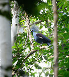 Western crowned pigeon - first sight, Malayauw, Papua After the Red-breasted paradise kingfisher, this is the second trophy bird of this location. The Western crowned pigeon only occurs in very remote sites of Northwestern New Guinea.<br />
<br />
A local guide saw it on the forest floor at great distance, moving away from us. He then made it a run at it, forcing the bird in a tree. We were shocked by how large it is.<br />
https://www.jungledragon.com/image/156839/western_crowned_pigeon_-_perched_malayauw_papua.html<br />
https://www.jungledragon.com/image/156838/western_crowned_pigeon_malayauw_papua.html<br />
Australia (continent),Geotagged,Goura cristata,Indonesia,Malayauw,New Guinea,Papua,Papua 2023,Spring,Vogelkop,West Papua,Western New Guinea,Western crowned pigeon