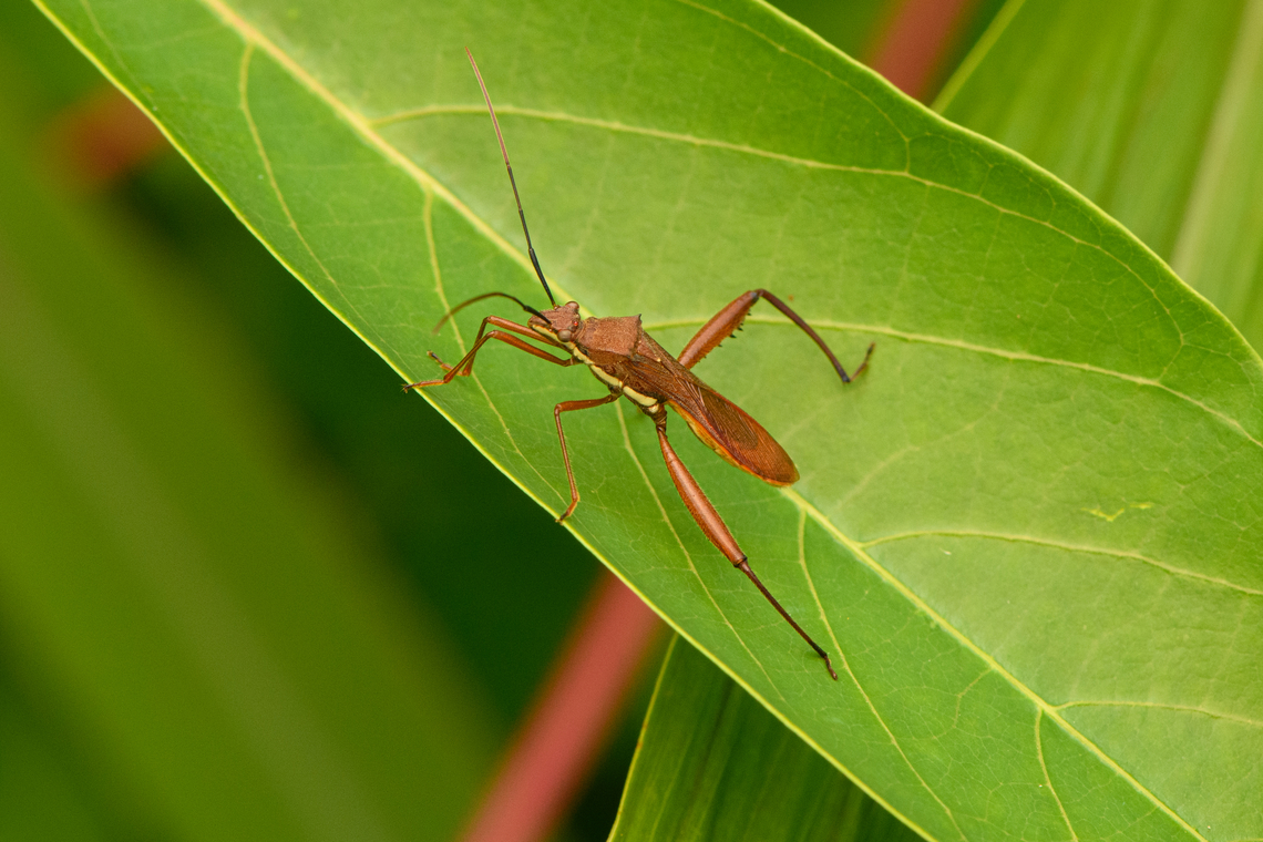 Riptortus linearis, Malayauw, Papua  Australia (continent),Geotagged,Indonesia,Malayauw,New Guinea,Papua,Papua 2023,Riptortus linearis,Spring,Vogelkop,West Papua,Western New Guinea