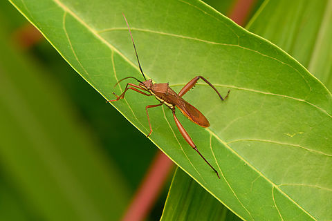 Riptortus linearis, Malayauw, Papua  Australia (continent),Geotagged,Indonesia,Malayauw,New Guinea,Papua,Papua 2023,Riptortus linearis,Spring,Vogelkop,West Papua,Western New Guinea