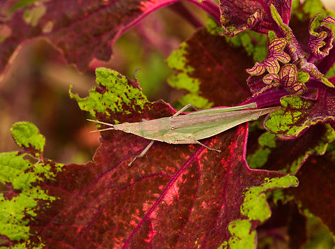 Grasshopper, Malayauw, Papua  Australia (continent),Geotagged,Indonesia,Malayauw,New Guinea,Papua,Papua 2023,Spring,Vogelkop,West Papua,Western New Guinea